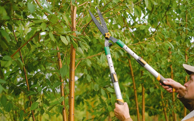 Tree trimming in Myakka City, FL